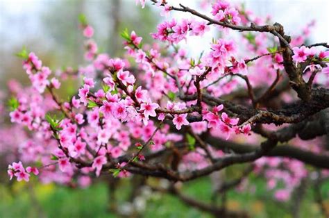 咸池 桃花|咸池（桃花煞）